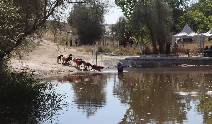 Kınalı koçlar bu yıl sudan daha erken karşıya geçecek