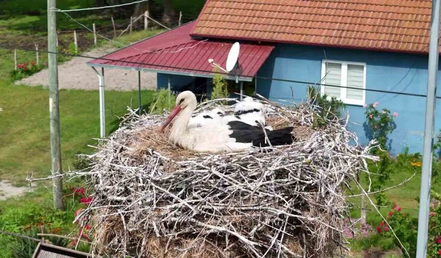 Kızılırmak Deltası’nda görsel şölen: Leylekler, mandalar, atlar, develer ve su papatyaları