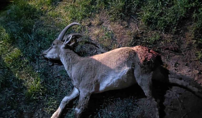 Konya’da koruma altındaki yaban keçisini avlayan 2 kişiye 687 bin 974 lira ceza kesildi