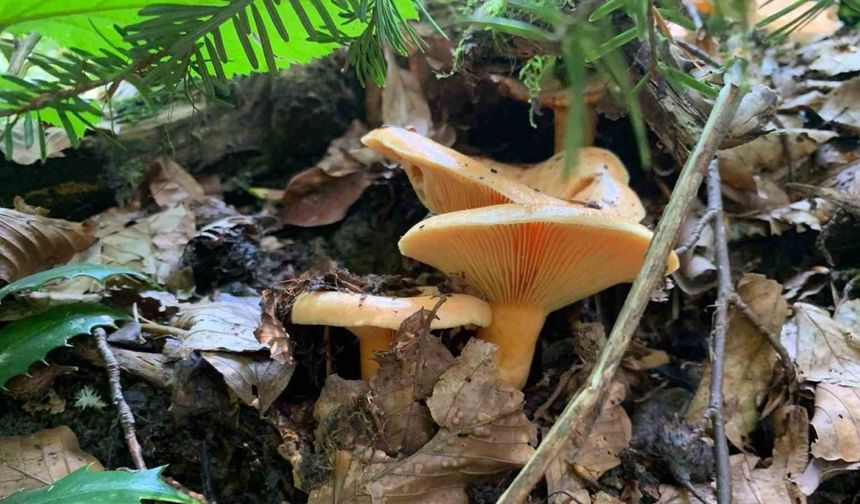 Mantar zehirlenmelerine dikkat