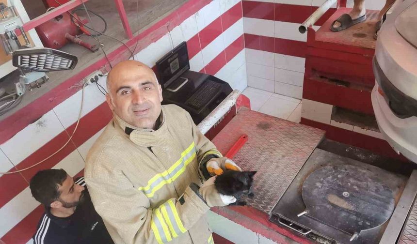 Mardin’de otomobilin motor bölümüne sıkışan yavru kedi kurtarıldı
