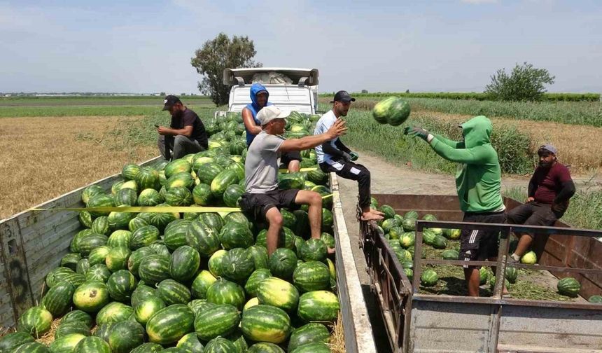 Mersin’de karpuz hasadı başladı