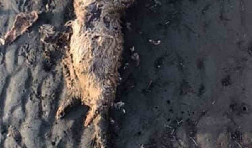 Nesli tehlike altında olan su samuru sahilde ölü bulundu