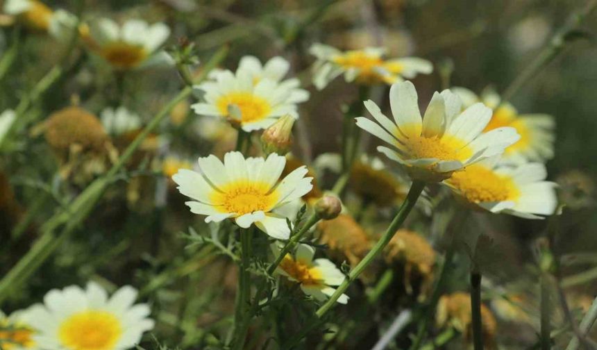Papatyalarla bezenen Ağrı, görsel şölen sunuyor