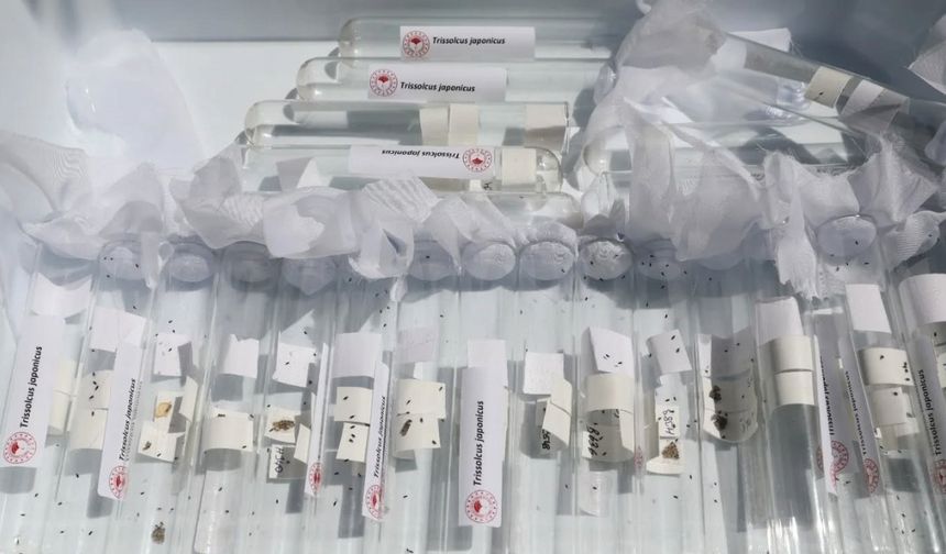 Salihli’de 3 bin ‘Samuray Arıcığı’ doğaya salındı