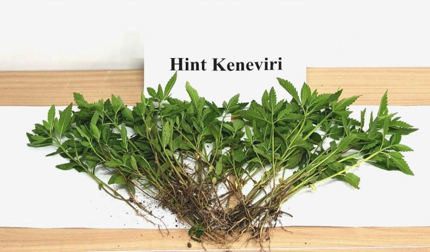 Sebze yetiştirir gibi kenevir yetiştirdi