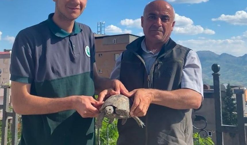 Şırnak’ta yaralı yaban hayvanları koruma altına alındı