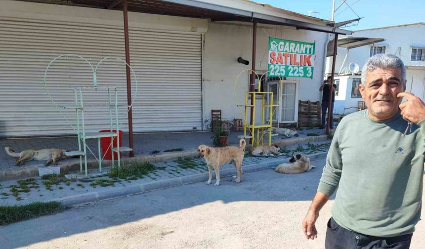 Sokak köpekleri tehlike saçıyor