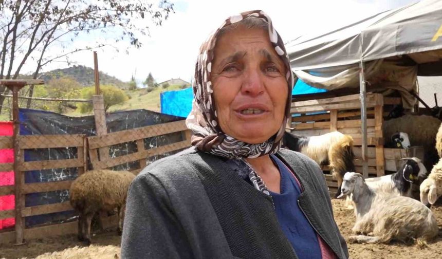 Sürüsünü kurtlara kaptıran kadın gözyaşlarını tutamadı: "Hepsi evladım gibiydi"