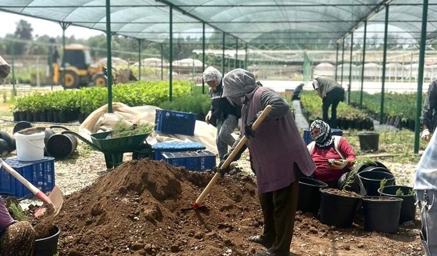 Tarsus’ta ’klonal okaliptus’ fidanı üretimi