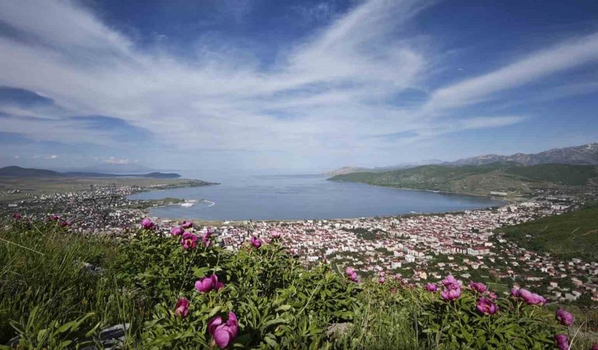 Tatvan’da şakayık çiçekleri görsel şölen sunuyor