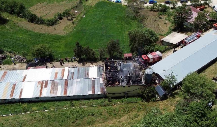 Tavuk çiftliğinde yangın: Binlerce hayvan telef olmaktan son anda kurtarıldı