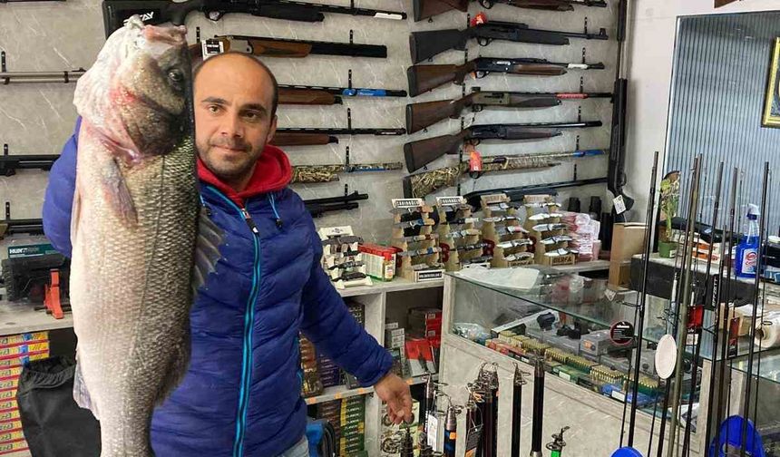 Türkeli’de 7,5 kiloluk dev levrek yakalandı
