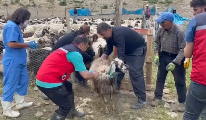 Yüksekova’da şap hastalığına karşı aşılama çalışması devam ediyor