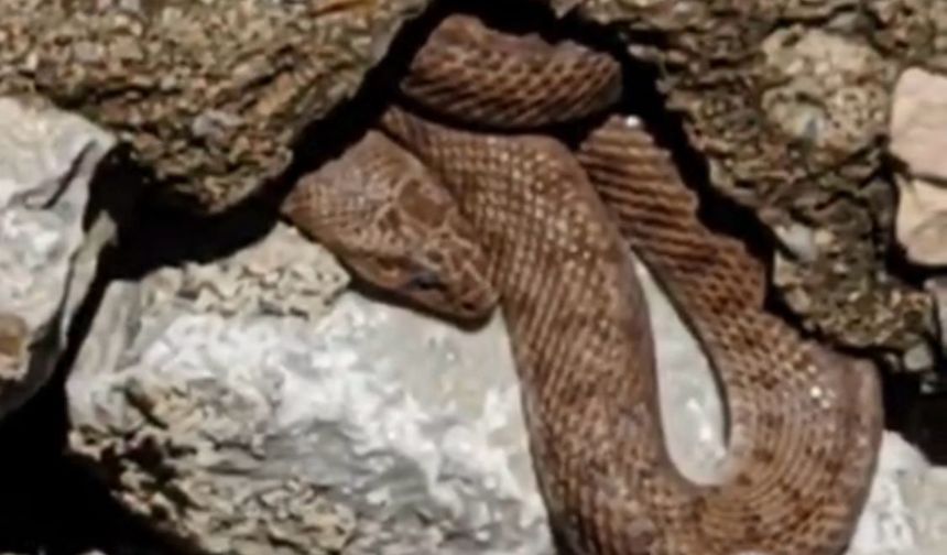 Yürüyüş yolundaki yılan esnafı korkuttu