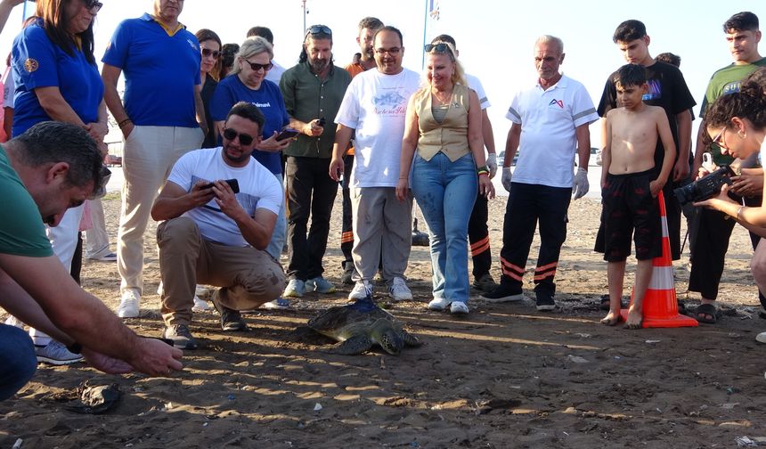 Uydu cihazı takılan kaplumbağa ’Atlas’ denize bırakıldı