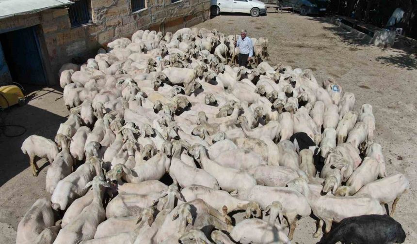 1 yılda büyüyen yünler, 1 buçuk dakika kırkılıyor