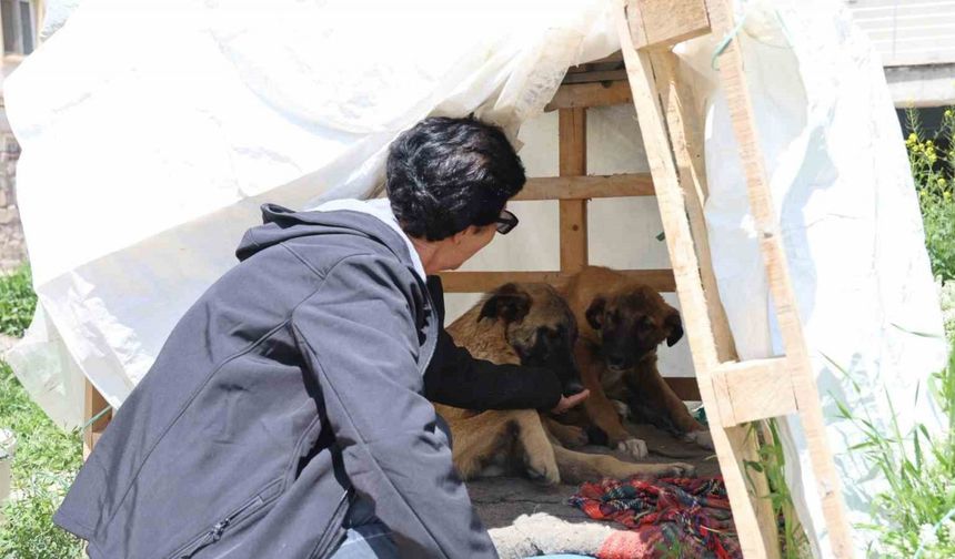 30 yıldır sokak hayvanlarını besliyor