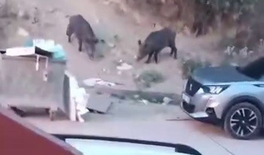 Aç kalan domuzlar çöpte yem aradı
