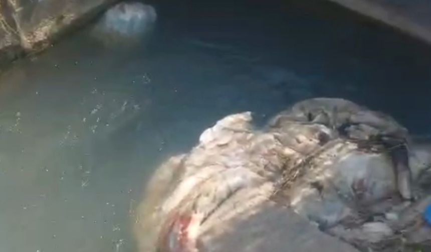 Adana’da sulama kanalları hayvan pislikleriyle doldu taştı