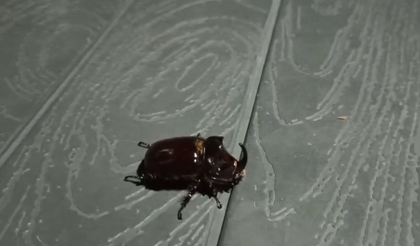 Adıyaman’da Gergedan böceği görüldü