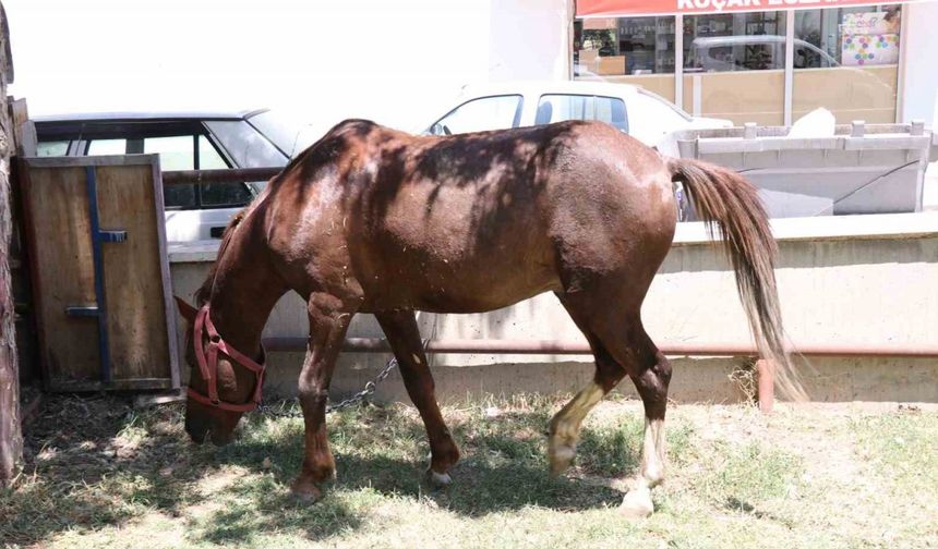 Ahırdan kaçan at ekiplere zor anlar yaşattı