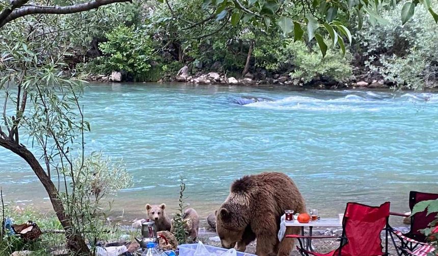Anne ayı ve yavruları piknik sofrasına konuk oldu