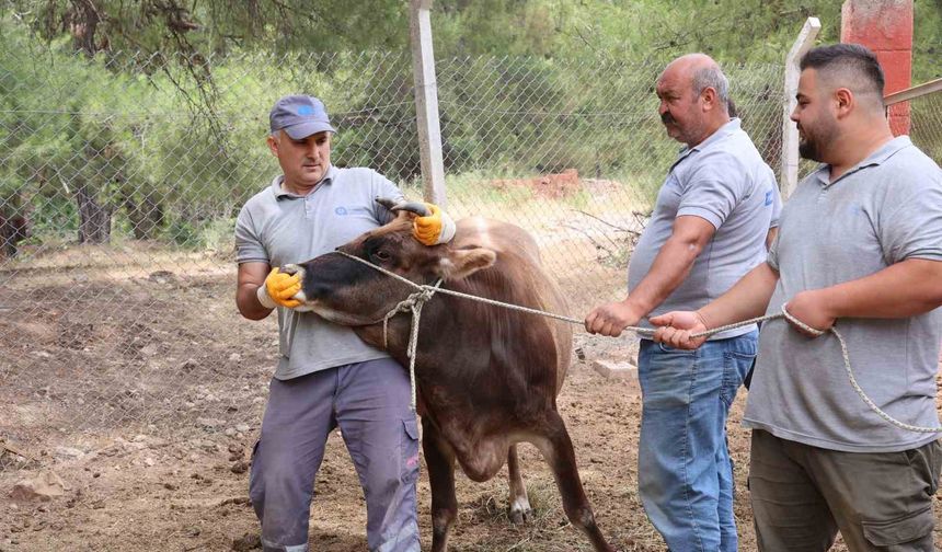 Antalya Büyükşehir Belediyesi Kurban Bayramı’na hazır