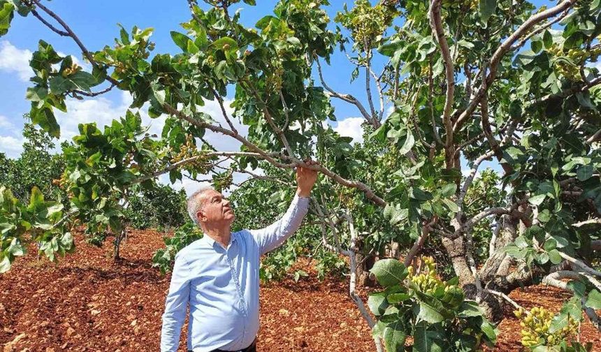 Antep fıstığı rekoltesinde yüzde 50 düşüş bekleniyor