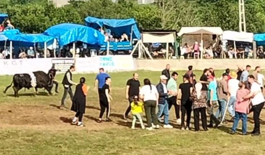 Artvin’de şampiyon boğa sahibini yaraladı