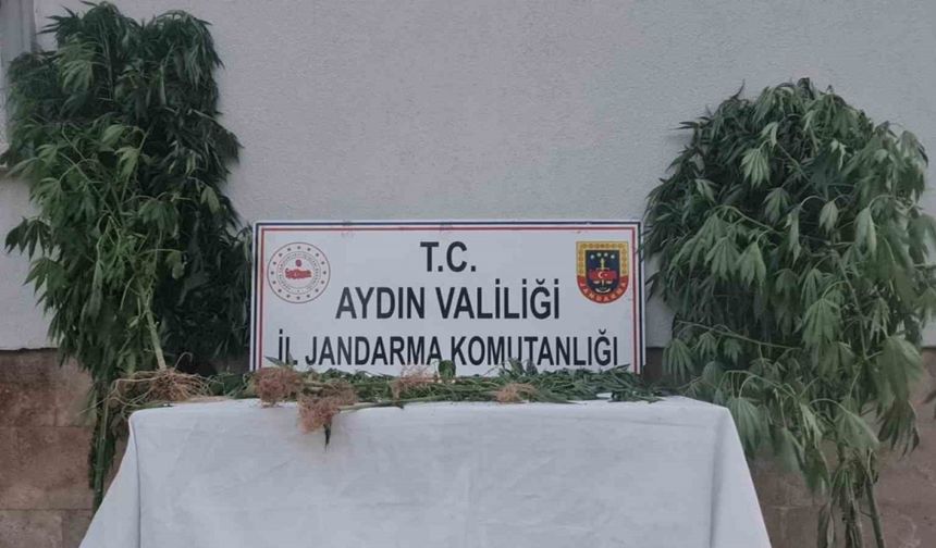 Aydın’da 28 kök kenevir ele geçirildi