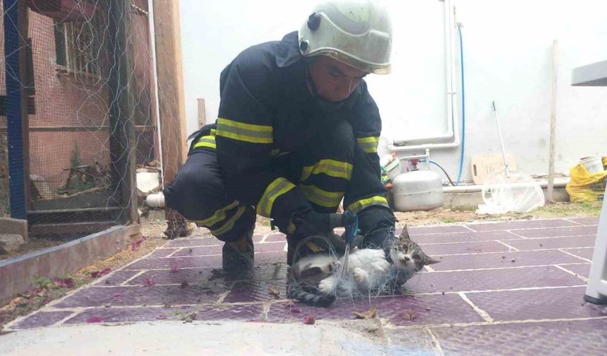 Balık ağına takılan kediyi itfaiye kurtardı