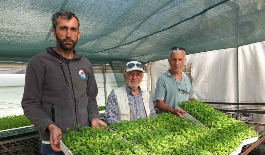 Balıkesir’de Stevia fidesi sevkiyatına başlandı
