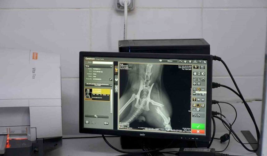 Başkan Günel, 5’inci kattan düşen kediye yaşam umudu oldu
