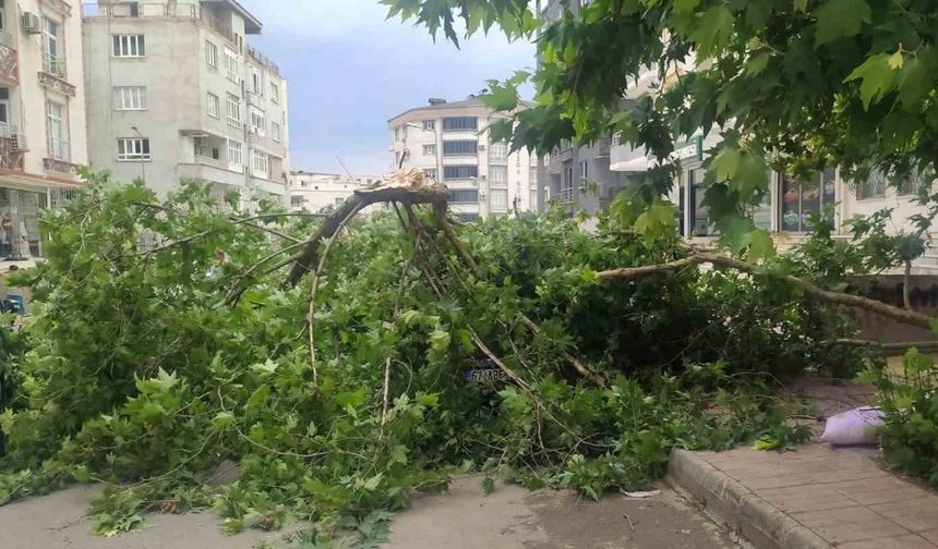 Batman’da şiddetli rüzgarın devirdiği ağaç park halindeki aracın üzerine düştü