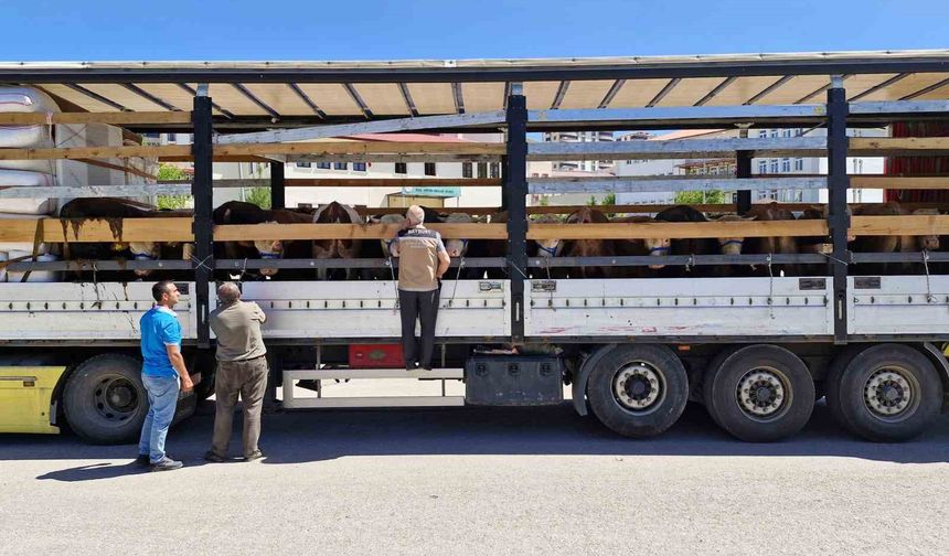 Bayburt’ta kurban sevki denetimleri sürüyor