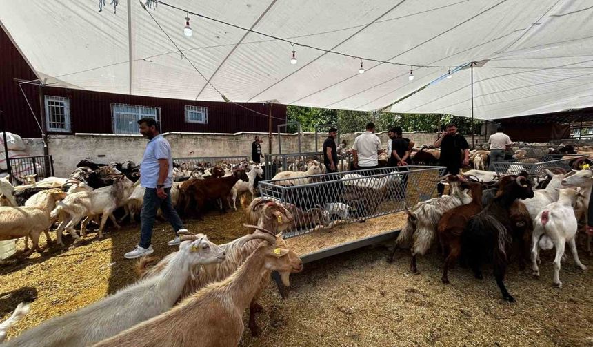 Bayrama sayılı günler kala, kurban satış yerlerinde pazarlıklar devam ediyor