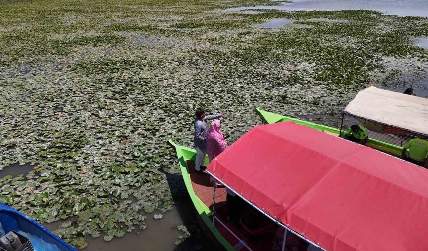 Beyşehir’de "Bangladeş Su Nilüferi" etkinlikleri