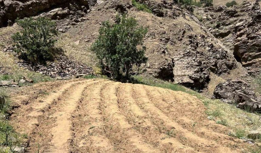 Bingöl’de 2 bin 900 kök kenevir ele geçirildi