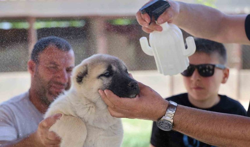 Bölgenin kabusu olan kenelerden korunmak için doğal karışım hazırladı