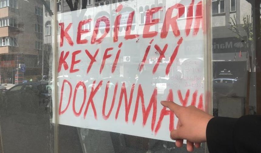 Boş dükkanda bulunan kediler ilginç bir tartışmaya yol açtı