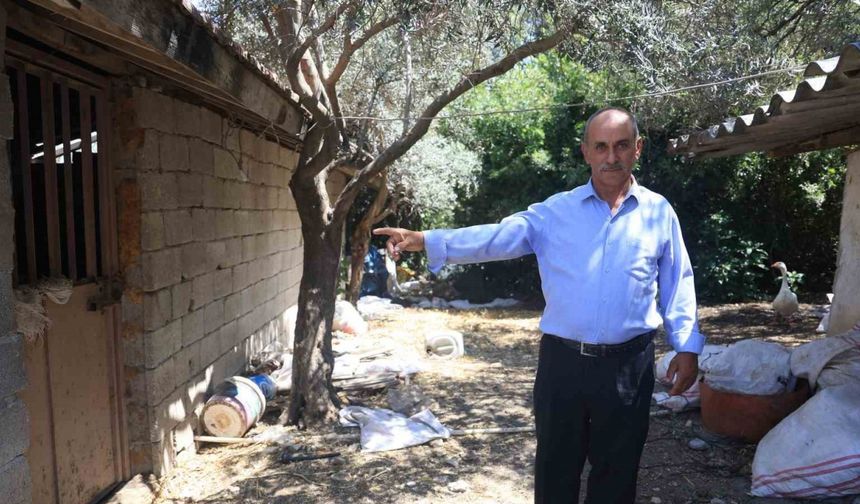 ‘Bu benim en uysal hayvanım’ dediği boğa, karayolunda trafiği durdurarak korku dolu anlar yaşattı