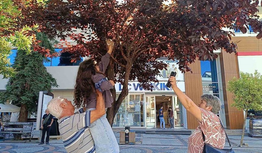 Bulgaristanlı minik kızdan örnek davranış: Ağaçta mahsur kalan kediyi, dedesiyle birlikte kurtardı