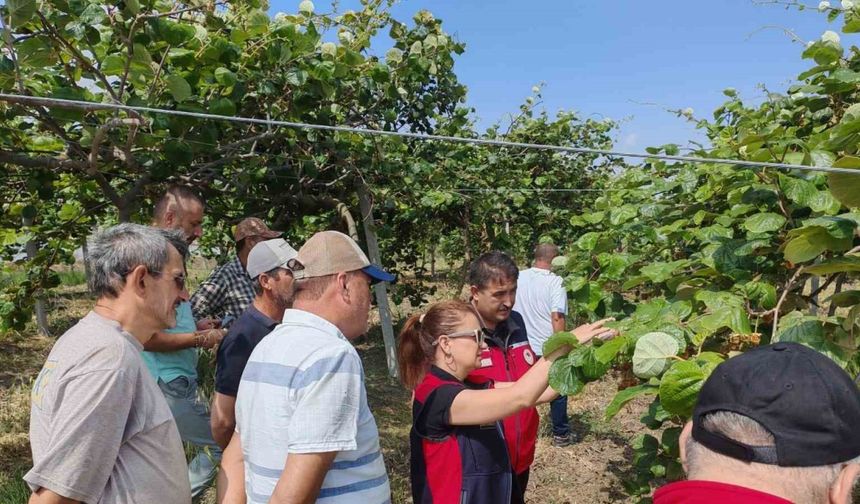 Çanakkale’de kahverengi kokarcalara karşı doğaya samuray arısı salındı