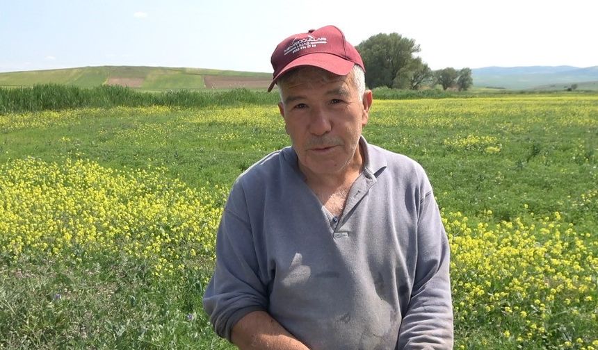 Çiftçiler, zararlı bitkiye karşı önlem almaya başladı