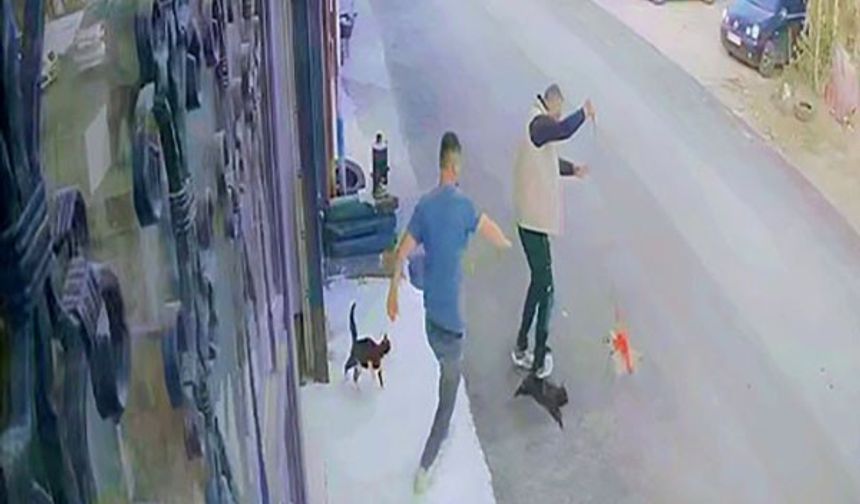 Çılgın kedilerin saldırısı güvenlik kamerasında