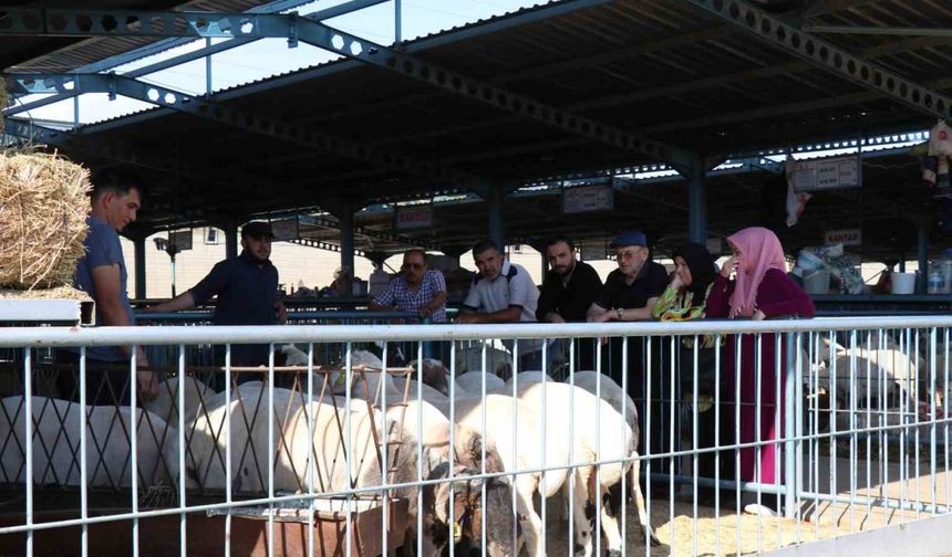 Denizli’de kurbanlıklar alıcılarını bekliyor