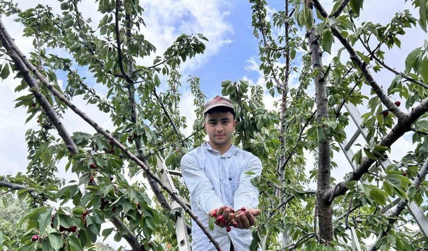 Don afetinin rekolteyi düşürdüğü kirazda hasat vakti