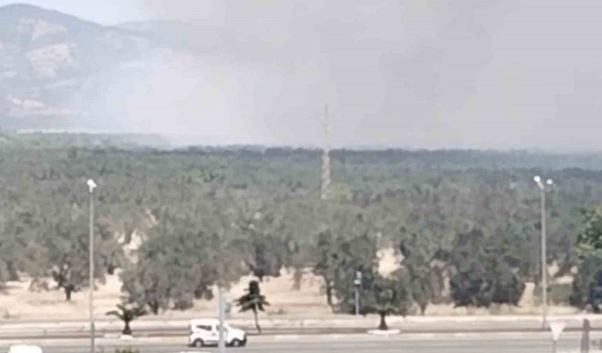 Edremit’te zeytinlik alanda yangın başladı