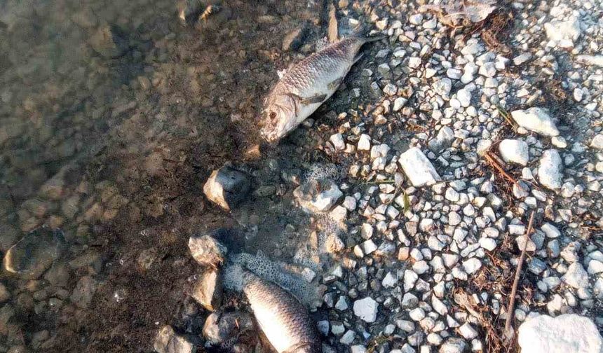 Eğirdir Gölü’nde yüzlerce sazan balığı ölü bulundu